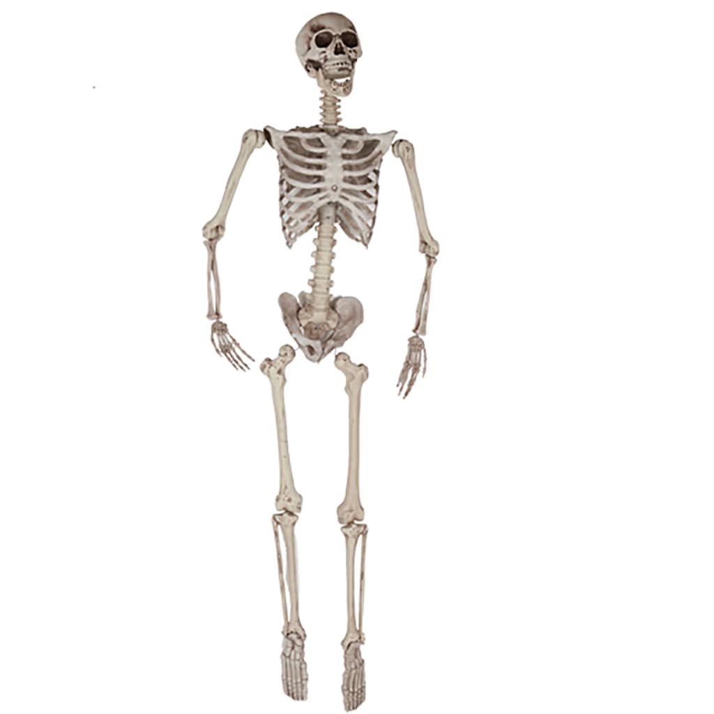 Esqueleto Humano Realista Decorativo Fyasa de 165 cm de altura con articulaciones móviles y acabado en color hueso - Dulcealmacen